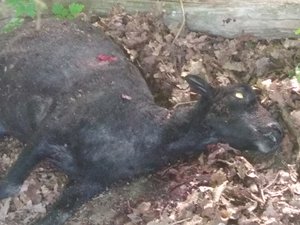 Un particulier retrouve sa brebis égorgée en Aveyron : deux chiens terrorisent les troupeaux, une plainte déposée contre la propriétaire