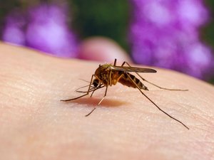 Un premier cas de Chikungunya 