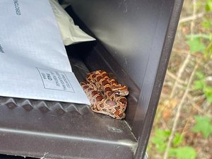 Après son licenciement, il achète des serpents à l'animalerie et prépare sa vengeance contre ses anciens patrons