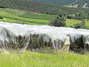 Millau. Face aux insectes parasites et aux problèmes d'irrigation, la cerise de l'Aveyron au coeur d'expérimentations agricoles