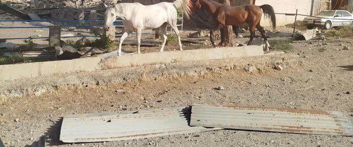 ANALYSE. Guerre Israël-Iran : l’armée israélienne a-t-elle frappé un centre d’élevage équestre et tué une cinquantaine de chevaux de course ?