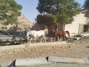 ANALYSE. Guerre Israël-Iran : l'armée israélienne a-t-elle frappé un centre d'élevage équestre et tué une cinquantaine de chevaux de course ?