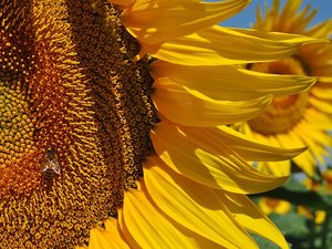 MÉTÉO. Vague de chaleur : 18 départements basculent pour l'instant en vigilance canicule ce jeudi, le pic est attendu ce week-end