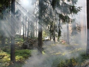 Risque de feux de forêt : l'Aveyron passe en vigilance jaune ce vendredi, qu'est-ce que cela implique ?