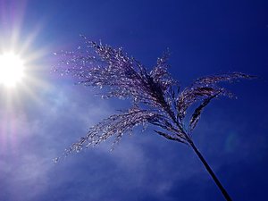 MÉTÉO. Le pic de la canicule atteint ce samedi : avec 39,5 °C, voici où il a fait le plus chaud en France à 17 heures