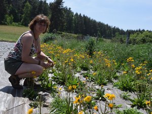 L'Aubrac soigne également les maux avec l'arnica de montagne