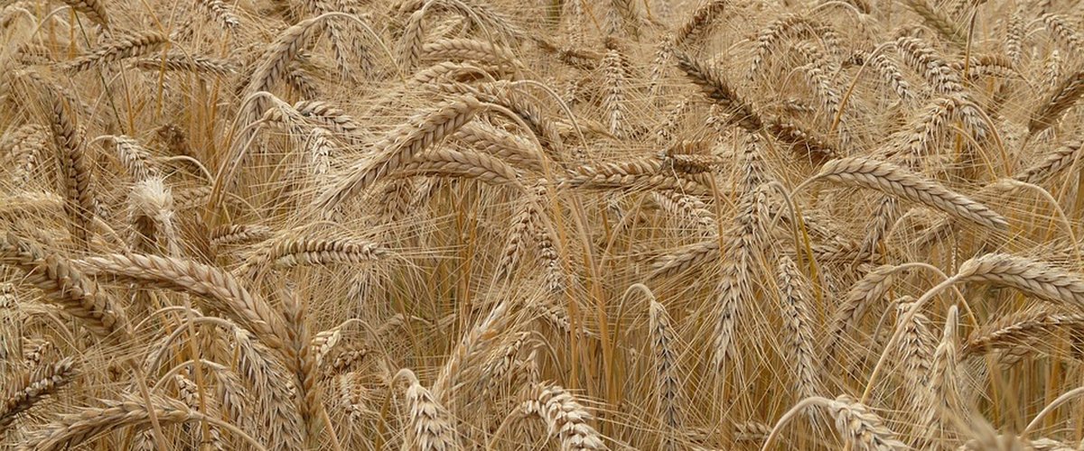 Intolérance au gluten : quelle est cette innovation pour diagnostiquer la maladie qui pourrait changer la vie des personnes suspectées ?