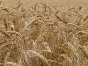 Intolérance au gluten : quelle est cette innovation pour diagnostiquer la maladie qui pourrait changer la vie des personnes suspectées ?