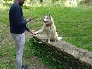 Belle initiative : les jeunes migrants apprivoisent leur peur du chien dans ce foyer de Rodez