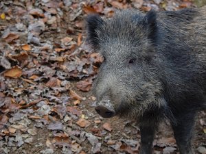 Trois jeunes blessés dans une sortie de route en essayant d'éviter un sanglier, la voiture a fait plusieurs tonneaux