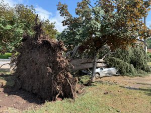 VIDÉOS. Violents orages en Aveyron : les images de Decazeville, où les arbres déracinés bloquent les routes et où des toits ont été arrachés
