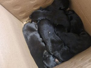"Nous les avons trouvés à temps" : sept chiots sauvés d'un container par des éboueurs dans le Tarn, et pris en charge ailleurs en Occitanie