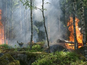 Risque de feux de forêt : l'Occitanie encore surveillée de près ce dimanche, avec un danger parfois élevé