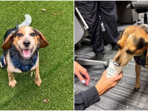 Le chien des douanes avait marqué sa valise à l'aéroport : un voyageur assène un violent coup de pied à l'animal