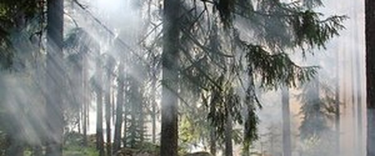 Risque de feux de forêt : l’Occitanie sous haute surveillance ce lundi, 12 départements mentionnés par Météo France