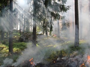 Risque de feux de forêt : prudence sur la quasi-totalité de la France, en ce premier jour de vacances d'été