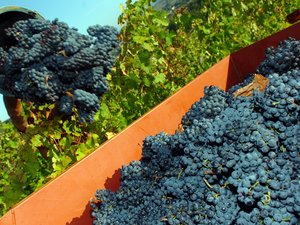 Votre été en Aveyron : les vignerons du Vallon vous ouvrent leurs chais durant tout l'été