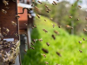 Attaque d'abeilles en plein centre-ville : 23 passants ont été piqués, trois sont en urgence absolue à Aurillac