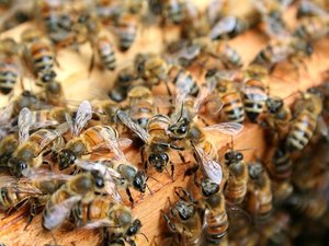 Attaque d'abeilles à Aurillac : 