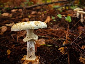 Elle sert un boeuf Wellington avec des champignons vénéneux à sa belle famille : une femme reconnue coupable d'un triple meurtre
