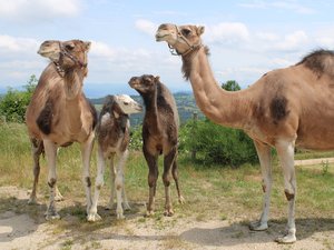 Des chevaux préhistoriques, des loups visitables, des bisons et maintenant des dromadaires : une faune insolite dans ce département d'Occitanie