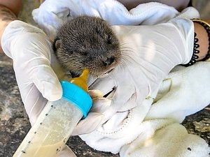 L' incroyable chute des oisillons qui se jettent de leurs nids : en Aveyron, les animaux aussi ont subi les fortes chaleurs