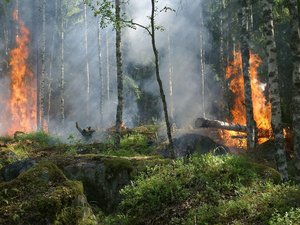 CARTE. Risque très élevé de feux de forêt : deux départements du Sud-Est de la France en rouge, une partie de l'Occitanie en orange