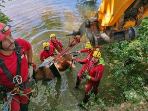 Vache dans la rivière, chat et chien bloqués pendant 48 heures... Série de sauvetages d'animaux en une journée dans ce département d'Occitanie