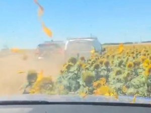 Ils forcent le barrage des gendarmes à 150 km/h et finissent dans le champ de tournesols : le véhicule cachait 191 kg de cannabis