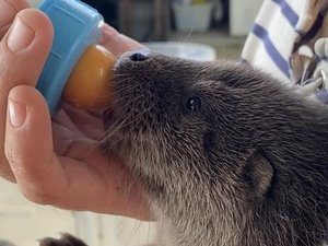 Appels, e-mails, argent et nourriture : le centre de la faune sauvage en Aveyron toujours en quête de poissons pour sauver un bébé loutre