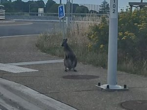 Insolite : deux wallabies apeurés et 