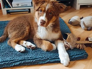 La belle histoire du jour : le jeune chien Alpha est le nouvel ami des résidents de cet Ehpad en Aveyron