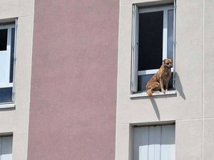 Le chien prend le rebord de la fenêtre pour un balcon et se retrouve en difficulté à 10 mètres de haut : les pompiers interviennent à temps