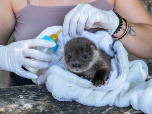 Le bébé loutre trouvé au bord du Tarn et recueilli en Aveyron n'a pas survécu, malgré les soins et les appels aux dons