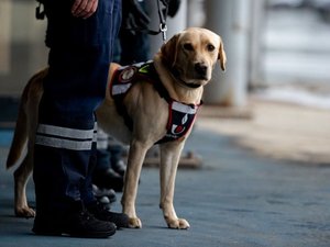 Le chauffeur du camion plateau avait tenté un coup de poker, en Occitanie : le chien des douanes ne se laisse pas bluffer et l'envoie en prison