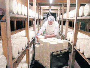 Votre été en Aveyron : la brebis lacaune et son lait, les caves du Combalou, le Penicilium roqueforti... Roquefort ou les secrets de fabrication d'une alchimie gourmande