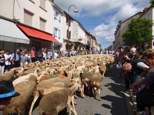 Votre été en Aveyron : marché ovin, circuits de randonnées, roquefort, des paysages à couper le souffle... Le Réquistanais, ce territoire à vivre 