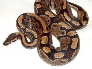 Il referme mal le terrarium, son python d'1,80 m et de 8 kg s'échappe, le serpent, non venimeux, est activement recherché