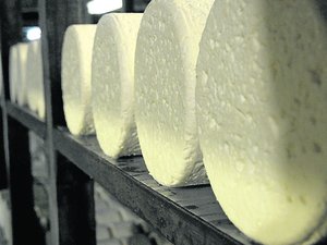 Votre été en Aveyron : le marché et la production bouleversés à la sortie de la Première Guerre mondiale, aux origines de l'appellation roquefort