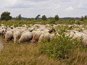 Fièvre catarrhale ovine : plus de 2000 foyers en un mois, les éleveurs appelés à vacciner d'urgence