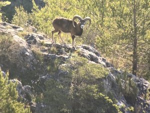 Dans le Sud Aveyron, les mouflons se portent bien
