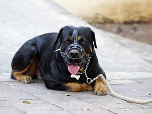 Mordu à la tête et au cou : un enfant de 9 ans tué par le chien de la famille pendant que son père était parti faire des courses
