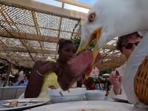 VIDÉO. Insolite : un goéland s'invite à table et vole le steak à plus de 80 euros d'un couple de touristes