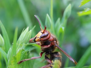 Attention en été aux piqûres d'insectes : guêpes, frelons, abeilles... Quels sont les risques ?