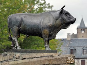 Votre été en Aveyron : toucher ses attributs porterait chance, à la découverte du taureau de Laguiole, l'emblème de l'Aubrac et animal le plus photographié