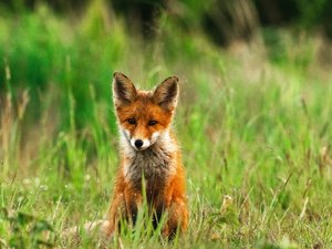 VIDÉO. Un jeune renard 