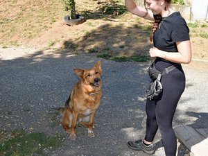 Votre été en Aveyron : "Les chiens que l'on retrouve attachés à un arbre, cela existe toujours" : à la SPA de Rodez, l'été n'est jamais synonyme de vacances