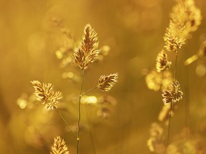 CARTES. Météo : des températures au-dessus de 40°, la canicule fait de la résistance, 80 départements dont toute l'Occitanie en orange ce vendredi