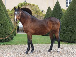 Votre été en Aveyron : Dormane était l'étalon star du Haras national de Rodez