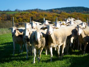Encore six brebis retrouvées mortes : c'est la 5e attaque de ce type sur le même territoire entre Lozère et Aveyron, et le loup est pointé du doigt